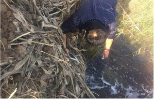 山東鄆城隨官屯鎮(zhèn) 洪達(dá)化工污染之下，居民健康與環(huán)境的無聲戕害